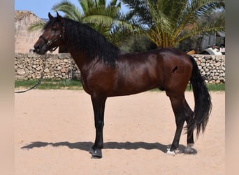 PRE, Stallone, 4 Anni, 164 cm, Baio