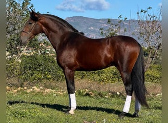 PRE Mix, Stallone, 4 Anni, 164 cm, Baio scuro