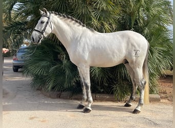 PRE, Stallone, 4 Anni, 164 cm, Bianco