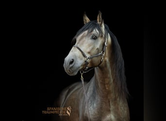 PRE, Stallone, 4 Anni, 164 cm, Falbo