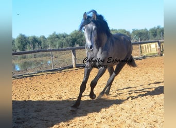 PRE Mix, Stallone, 4 Anni, 164 cm, Grigio ferro