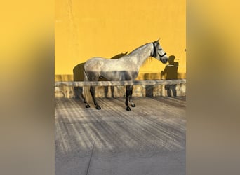 PRE, Stallone, 4 Anni, 164 cm, Grigio pezzato