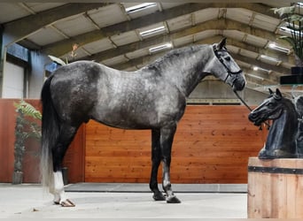 PRE, Stallone, 4 Anni, 164 cm, Grigio pezzato