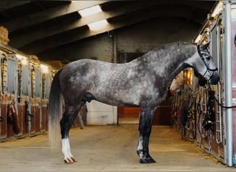 PRE, Stallone, 4 Anni, 164 cm, Grigio pezzato