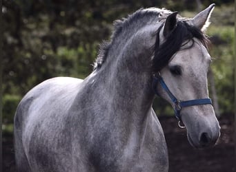 PRE, Stallone, 4 Anni, 164 cm, Grigio pezzato