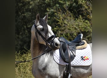 PRE, Stallone, 4 Anni, 164 cm, Grigio pezzato