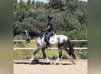 PRE, Stallone, 4 Anni, 164 cm, Grigio pezzato