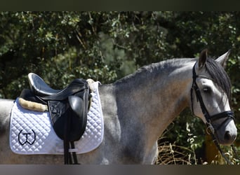 PRE, Stallone, 4 Anni, 164 cm, Grigio pezzato