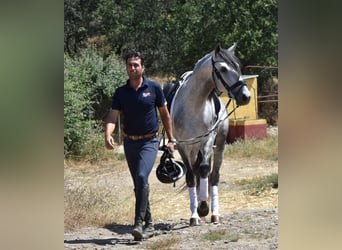 PRE, Stallone, 4 Anni, 164 cm, Grigio pezzato