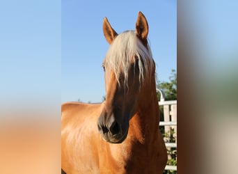 PRE Mix, Stallone, 4 Anni, 164 cm, Palomino