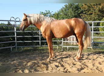 PRE Mix, Stallone, 4 Anni, 164 cm, Palomino