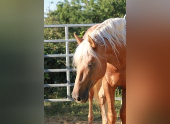 PRE Mix, Stallone, 4 Anni, 164 cm, Palomino