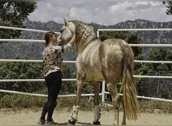 PRE Mix, Stallone, 4 Anni, 164 cm, Pearl