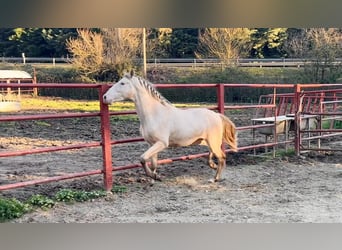 PRE, Stallone, 4 Anni, 164 cm, Perlino