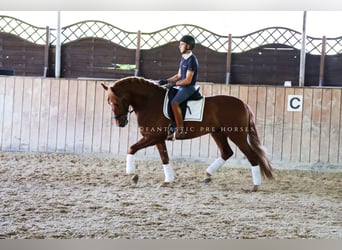 PRE Mix, Stallone, 4 Anni, 164 cm, Sauro
