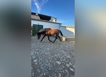 PRE, Stallone, 4 Anni, 165 cm, Baio