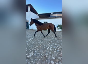 PRE, Stallone, 4 Anni, 165 cm, Baio