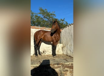 PRE, Stallone, 4 Anni, 165 cm, Baio