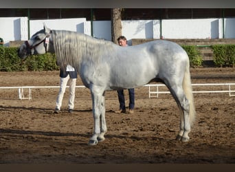 PRE, Stallone, 4 Anni, 165 cm, Baio