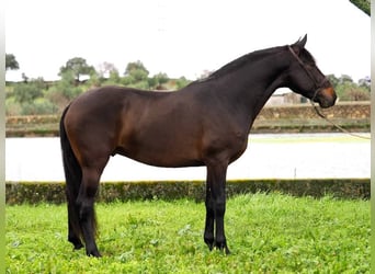 PRE Mix, Stallone, 4 Anni, 165 cm, Baio