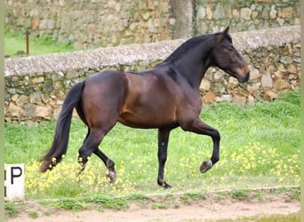 PRE Mix, Stallone, 4 Anni, 165 cm, Baio