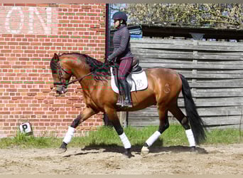 PRE Mix, Stallone, 4 Anni, 165 cm, Baio