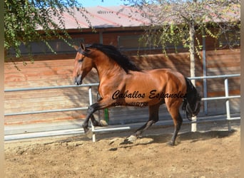 PRE, Stallone, 4 Anni, 165 cm, Baio