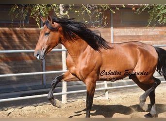 PRE, Stallone, 4 Anni, 165 cm, Baio