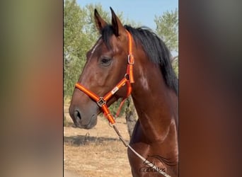 PRE Mix, Stallone, 4 Anni, 165 cm, Baio