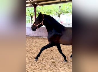 PRE, Stallone, 4 Anni, 165 cm, Baio scuro