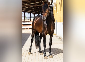 PRE, Stallone, 4 Anni, 165 cm, Baio scuro