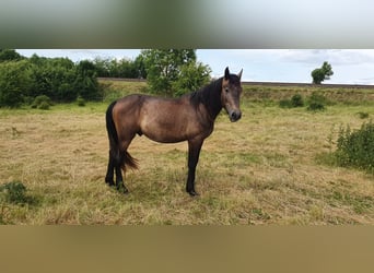 PRE Mix, Stallone, 4 Anni, 165 cm, Falbo baio