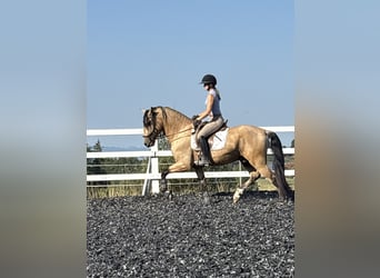 PRE Mix, Stallone, 4 Anni, 165 cm, Falbo