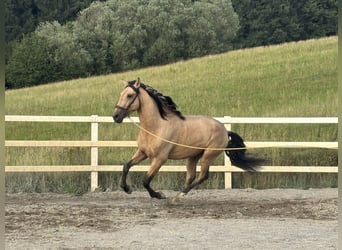 PRE Mix, Stallone, 4 Anni, 165 cm, Falbo