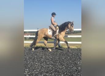 PRE Mix, Stallone, 4 Anni, 165 cm, Falbo