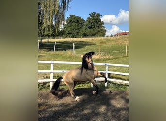 PRE Mix, Stallone, 4 Anni, 165 cm, Falbo