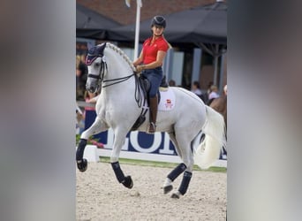 PRE Mix, Stallone, 4 Anni, 165 cm, Grigio