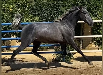 PRE Mix, Stallone, 4 Anni, 165 cm, Grigio