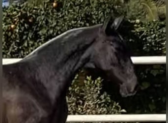 PRE Mix, Stallone, 4 Anni, 165 cm, Grigio