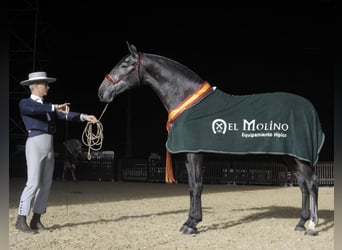 PRE Mix, Stallone, 4 Anni, 165 cm, Grigio