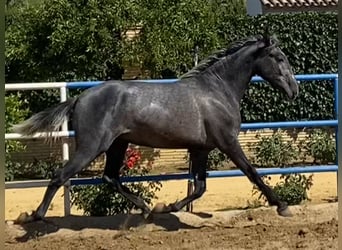 PRE Mix, Stallone, 4 Anni, 165 cm, Grigio