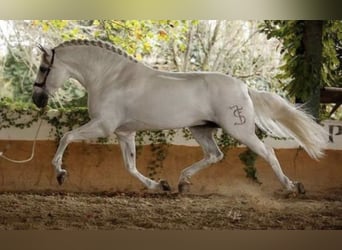 PRE Mix, Stallone, 4 Anni, 165 cm, Grigio