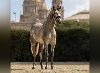 PRE Mix, Stallone, 4 Anni, 165 cm, Grigio