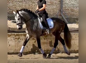 PRE Mix, Stallone, 4 Anni, 165 cm, Grigio ferro
