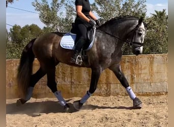 PRE Mix, Stallone, 4 Anni, 165 cm, Grigio ferro