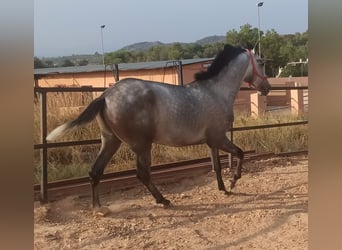 PRE, Stallone, 4 Anni, 165 cm, Grigio pezzato