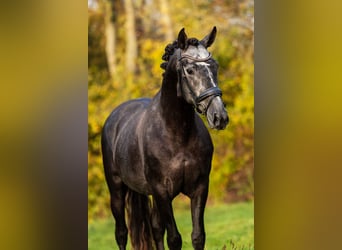 PRE Mix, Stallone, 4 Anni, 165 cm, Leardo