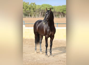 PRE Mix, Stallone, 4 Anni, 165 cm, Morello