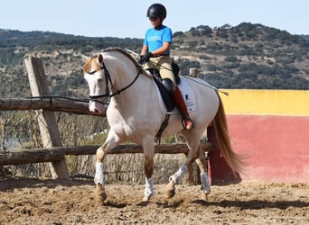 PRE Mix, Stallone, 4 Anni, 165 cm, Pearl