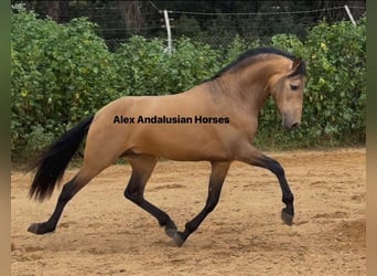 PRE Mix, Stallone, 4 Anni, 165 cm, Pelle di daino
